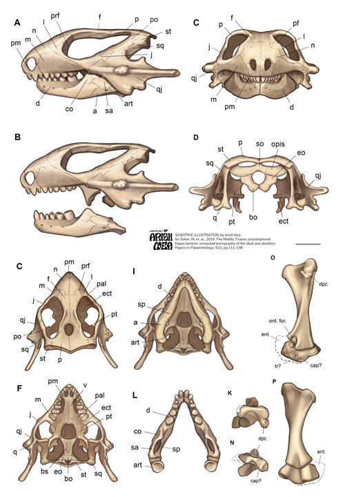 Scientific illustration. Figure for a science article.