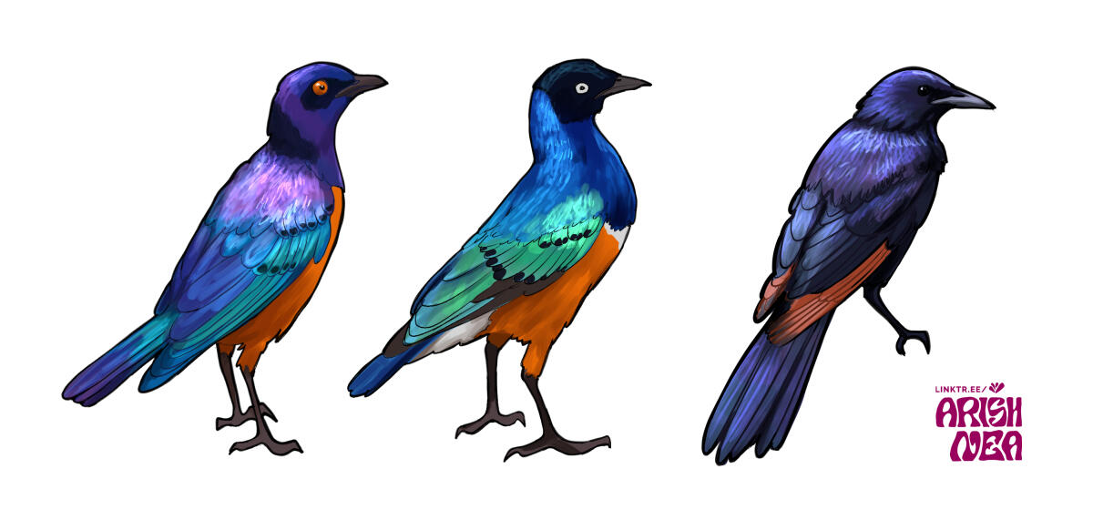 bird illustration